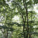 개울달천 이미지