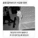 홈캠 돌려보다가 식겁한 장면 이미지