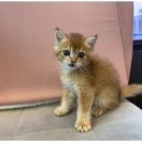 강아지와고양이 이미지