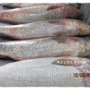 선희수산 Daum카페
