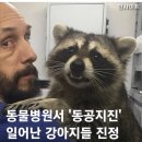 가디언즈 오브 갤럭시 너구리 근황 이미지