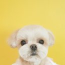 깔꼼 애견미용실 이미지