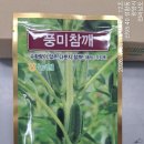 오이모종6개.상추모종 심고 수박 첫 수확.다분지 참깨 개화중 이미지