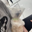 송담동물병원 | [안중 동물병원 추천] 송담동물병원_막내 딱지 중성화 후기(여아.2.3kg.)