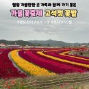 고석정광장 | 가을 꽃축제 철원 가볼만한 곳 맨드라미 가득한 고석정 꽃밭 주차 꿀팁