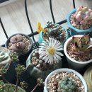 (유)하이얀 이미지