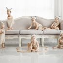 쌍둥이사진관 이미지