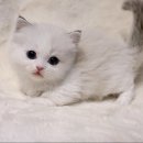 천안고양이분양베스트캣제나캣
