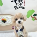 보떼독 이미지