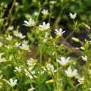 오늘의탄생화-(1월25일) 🌸 점나도나물(Cerastium) 이미지