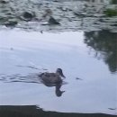 묘한인생 이미지