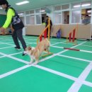 반려동물 훈련학교 이미지