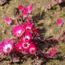 리빙스톤 이미지