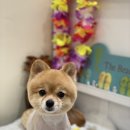 아미고 펫살롱 이미지