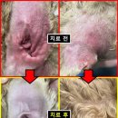 유기화동물의료센터 이미지