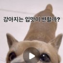 소담하개 이미지