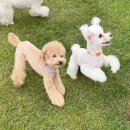 오월이네 | 양평 애견훈련 추천, 양평 애견유치원 ' 오월이네 애견유치원 훈련센터' 후기 !!