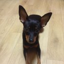 카카오독 이미지