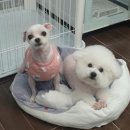 멍멍아 미용하개 이미지