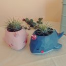 로맨스 다육 이미지