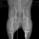 부평 모모 동물병원 이미지