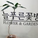 푸른꽃방 이미지