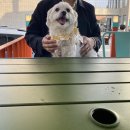 [수원/행궁동] 행리단길 반려견 동반식당 오피큐알 후기