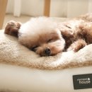 펫 하우스 | 초코펫하우스 방석 내돈내산 솔직후기