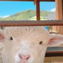 양평양떼목장 이미지