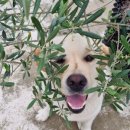 야호민박 이미지