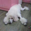 프로펫 애견샵 이미지