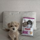 🐶 힐스 강아지사료 XS 미니백 퍼피 스몰 앤 미니 급여 후기!