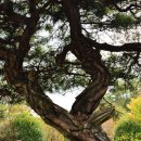 언덕위에하얀집 이미지