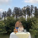 제주 감귤따기 체험 카페, &lt;아날로그 감귤밭&gt; 후기