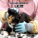 잇츠그루밍타임 서초점 | 이수역 고양이미용 추천ㅣ10살 노령묘 안심! 방배동 "나디캣" 2인 1조 무마취 후기