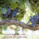 포도나무 이미지