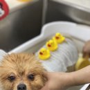 치치살롱 이미지