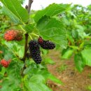 한자마당 이미지