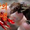 우수렙타일