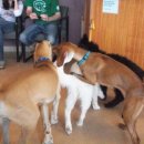 강아지가정부 이미지