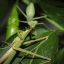 굴업농장 이미지