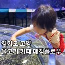 무지개 | 고양 스타필드 아이와 가볼 만한 물고기 카페 매직플로우 내돈내산 방문 후기