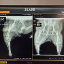 우리들동물종합병원 이미지