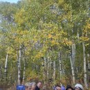 가을단풍four Jefferey ,south lake,convict lake 근처 이미지
