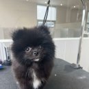 명지애견유치원호텔 댕즈니랜드 본점 이미지