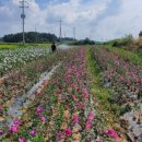 월산목장 이미지