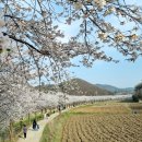 파평초등학교 | [경기파주]막바지 벚꽃 보러 파평밤고지마을 다녀왔어요22.4.17 (feat.초보운전)