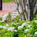 사천시 특별교통수단 이미지