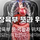 오장육부 이미지