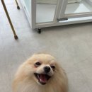 애견일번지 | 경산시 &lt;몽가펫&gt; 옥곡동애견미용 일번지 :)!!